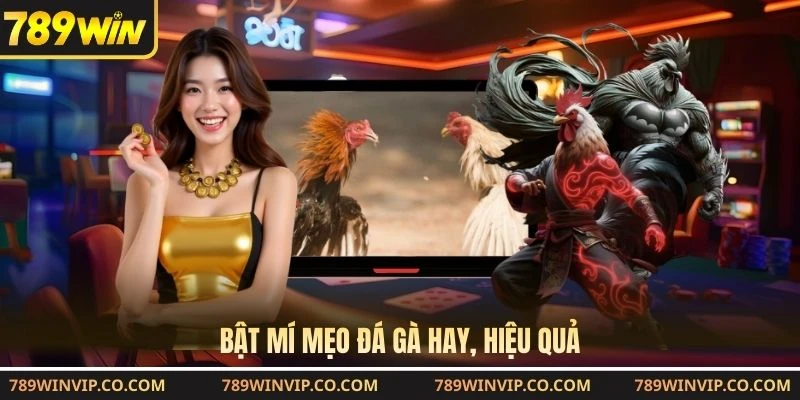 Bật mí mẹo đá gà hay, hiệu quả